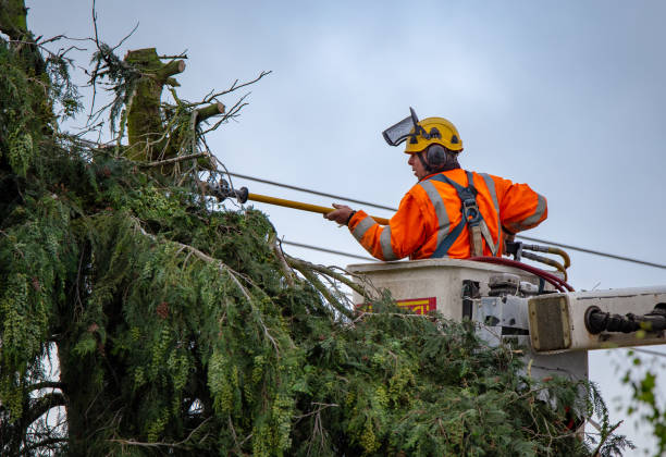 Best Tree Trimming and Pruning  in Billings, MT